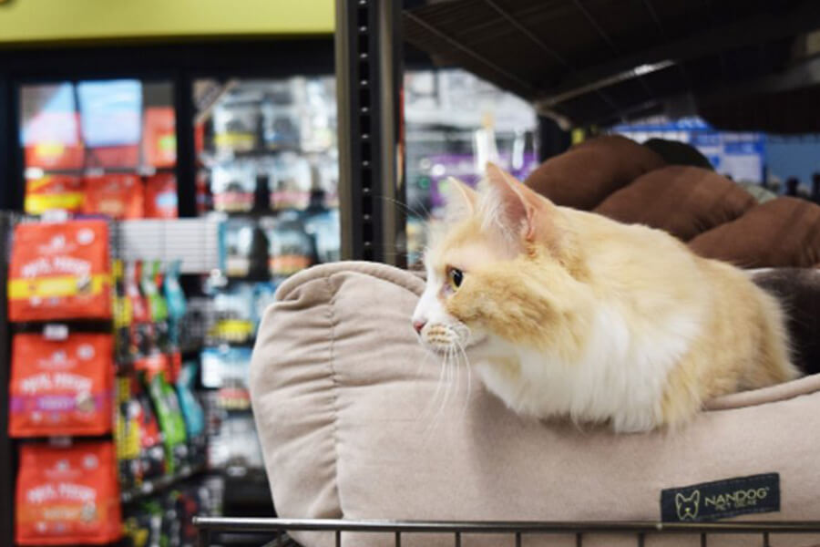 Pet food express locations near me cheap